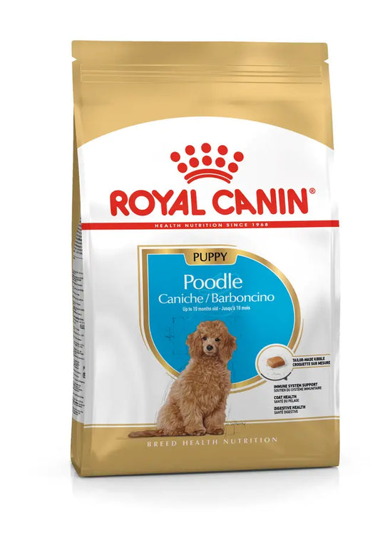 POODLE PUPPY